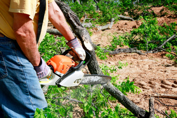 Tree Root Removal in Hayward, CA